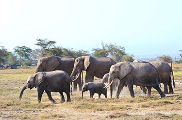 פילים בזנזיבר